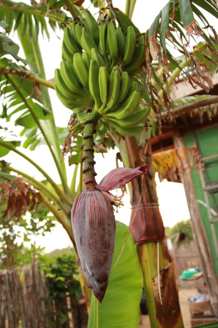 Raizes Eco Hostel Barra Grande  Exterior photo